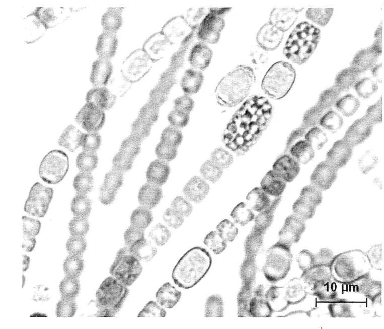 Introduzione al Nostro Sito di Nutrizione