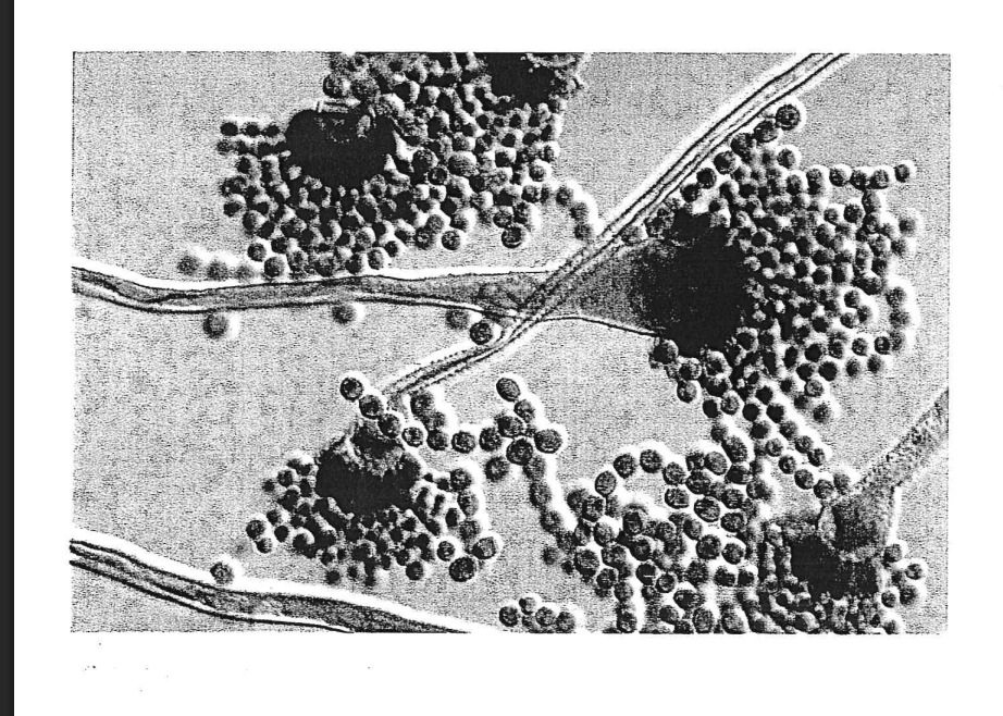 Guida alla Nutrizione: Strumenti e Risorse per una Vita Sana